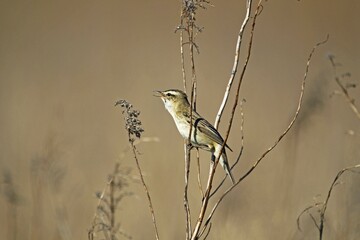 Sedge Warbler (Acrocephalus schoenobaenus), singing, Burgenland, Austria, Europe