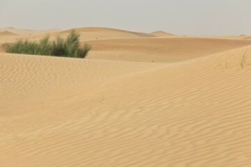 Sand dunes, Emirate of Dubai, United Arab Emirates, Asia