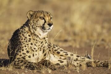 Cheetah (Acinonyx jubatus), resting male, captive, Namibia, Africa