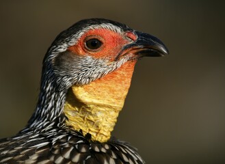Yellow-necked spurfowl (Francolinus leucoscepus), animal portrait, captive, Germany, Europe
