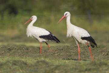 Two White Storks (Ciconia ciconia) foraging on meadow, North Hesse, Hesse, Germany, Europe