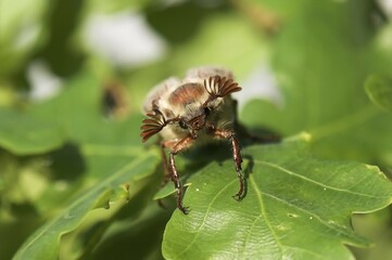 Cockchafer (Melolontha melolontha) on a leaf, Diersfordter Forest, North Rhine-Westphalia, Germany, Europe