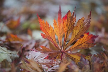 Colourful foliage, fullmoon maple (Acer japonicum) leaves, Emsland, Lower Saxony, Germany, Europe