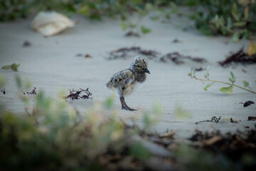 Oyster Catcher newly hatched chick.