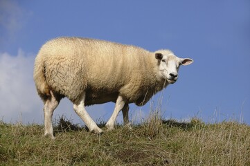Domestic Sheep (Ovis orientalis aries) on a dyke, Schleswig-Holstein, Germany, Europe