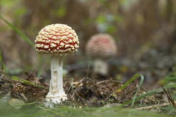 Fly agaric (Amanita muscaria) on forest soil, Hesse, Germany, Europe