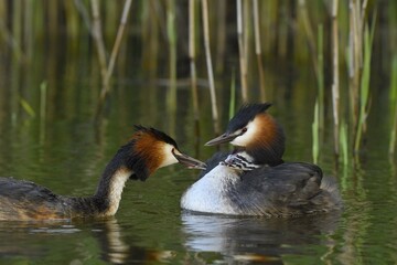 Great crested grebe (Podiceps cristatus) with chick, Texel, North Holland, Netherlands