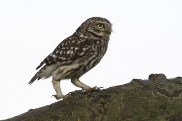 Little owl (Athene noctua), Emsland, Lower Saxony, Germany, Europe