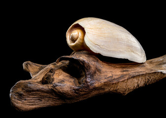 Cymbium cymbium shell on driftwood black background