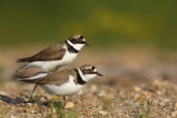 Little ringed plovers (Charadrius dubius), mating animal couple, Middle Elbe Biosphere Reserve,...