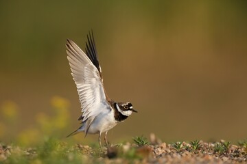 Little ringed plover (Charadrius dubius), landing on the gravel bank, Biosphere Reserve Middle Elbe, Dessau-Roßlau, Saxony-Anhalt, Germany, Europe