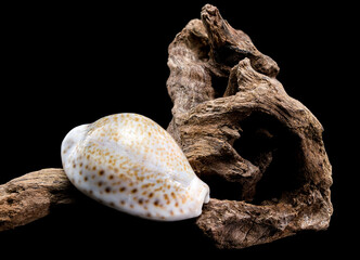Naria erosa cowry on driftwood  black background