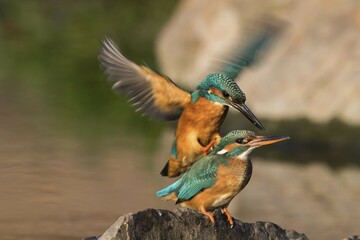 Male Kingfisher (Alcedo atthis) landing on the female, mating, Hesse, Germany, Europe