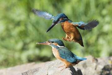 Male Kingfisher (Alcedo atthis) landing on the back of the female for mating, Hesse, Germany, Europe
