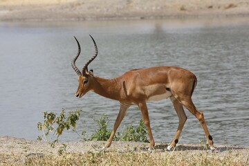 Impala (Aepyceros melampus), male by river, Tarangire National Park, Tanzania, Africa