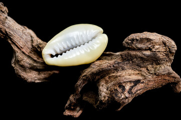 Naria erosa cowry on driftwood  black background