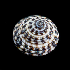 Obraz premium Architectonicidae, the staircase shells or sundials on black background