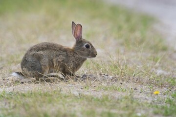 European rabbit (Oryctolagus cuniculus), young animal sits at the wayside, Emsland, Lower Saxony, Germany, Europe