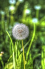 Common dandelion (Taraxacum), dandelion, soft, oil painting, flower creative, green leaves, meadow, artistic shot, plants alienated, fragrant, impressionistic art style, spring atmosphere, soft colours, garden, bed, plants, Germany, Europe