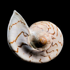 Cymbiola Nobilis Seashell on black background