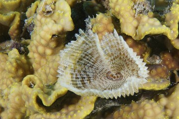 Indian tubeworm (Sabellastarte indica) in yellow scroll coral (Turbinaria reniformis), dive site...