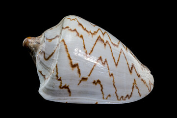 Cymbiola Nobilis Seashell on black background