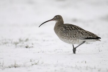Eurasian Curlew (Numenius arquata) in snow
