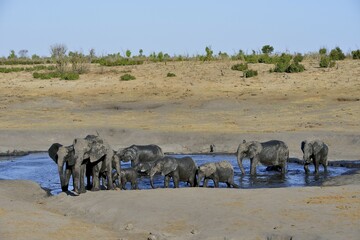 Obraz premium African bush elephants (Loxodonta africana), herd at Somalisa watering hole, Hwange National Park, Matabeleland North, Zimbabwe, Africa