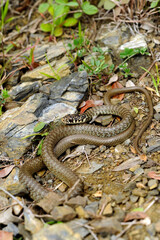 Green (western ) whip snake // Gelbgrüne Zornnatter (Hierophis viridiflavus) - Sicily, Italia