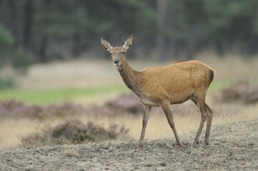 Red Deer (Cervus elaphus), deer rut, Hoge Veluwe National Park, Gelderland, Netherlands, Europe