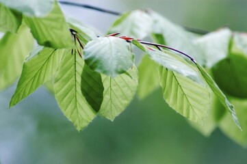 Beech leaves in spring, North Rhine-Westphalia, Germany (Fagus sylvatica)