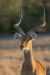 Impala (Aepyceros melampus), portrait, Ol Pejeta Reserve, Kenya, Africa