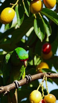 A vibrant green parrot sitting on a tropical fruit tree, surrounded by bright yellow and red fruits.
