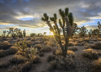 Joshua Trees (Yucca brevifolia) at sunset, Mojave desert, desert landscape, Mojave National Preserve, California, USA, North America