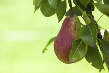Organic pear on the tree, close-up