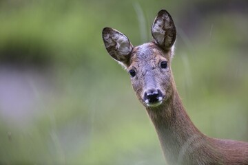 European Roe Deer (Capreolus capreolus), doe, Stubai Valley, Tyrol, Austria, Europe