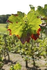 Vine leaves, vine in a vineyard