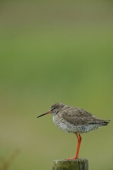 Common Redshank (Tringa totanus), perched on a post, Texel, The Netherlands, Europe