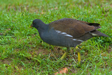 A moorhen walks on wet grass as raindrops glisten on its feathers. Its dark plumage contrasts with the bright green surroundings. Drops stick to her back, reflecting the light of the cloudy sky.