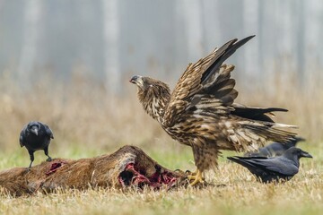 Young Eagle (Haliaeetus albicilla), with ravens (Corvus corax) on dead deer, Masuria, Poland, Europe