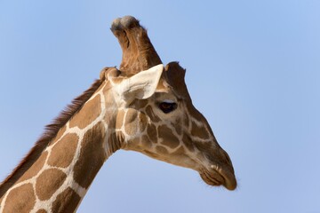 Reticulated giraffe or Somali giraffe (Giraffa reticulata camelopardalis), portrait, Samburu National Reserve, Kenya, Africa