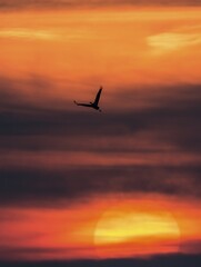 Crane (Grus grus) at sunset, Zingst, Western Pomerania Lagoon Area National Park, Mecklenburg-Western Pomerania, Germany, Europe