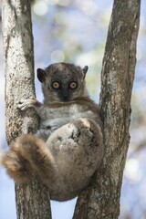 Hubbard's Sportive Lemur (Lepilemur hubbardorum), Tsombitse National Park, Madagascar, Africa