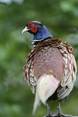 Common Pheasant (Phasianus colchicus), Texel, The Netherlands, Europe