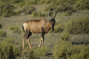 Red hartebeest (Alcelaphus buselaphus caama), Bushmans Kloof, private game reserve, Clanwilliam, Western Cape, South Africa, Africa