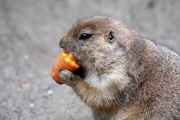 Black-tailed Prairie Dog (Cynomys ludovicianus) nibbles on carrot, captive, occurrence North America