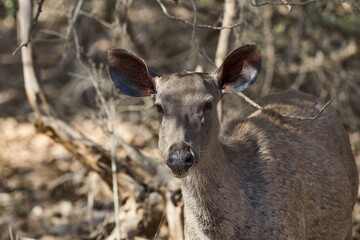 Sambar (Rusa unicolor), Gir Forest National Park, Gujarat, India, Asia