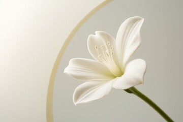 Fresh white flower captured in close-up on a minimalistic white surface, radiating simplicity and beauty