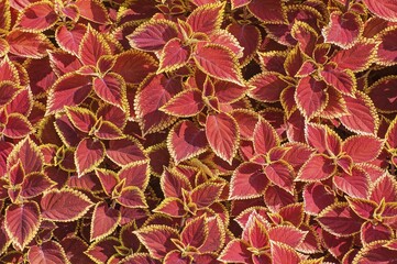 Coleus nettles (Solenostemon), background image, Germany, Europe