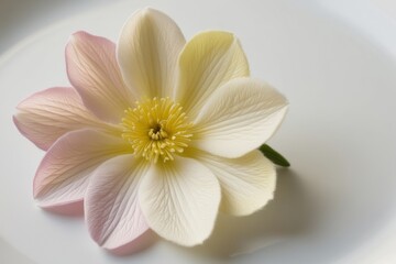 Close-up floral photograph of a pastel bloom on white, highlighting its intricate petal structure and soft color gradient